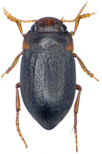Deronectes delarouzei